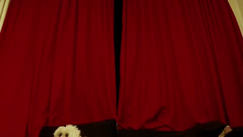 Adonis online show from March 15, 5:19 pm