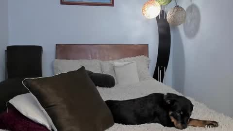 Angel Fox online show from December 5, 3:15 am