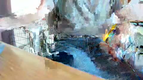 armalite16 online show from September 27, 9:34 pm