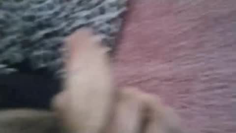 bigwalkdog420 online show from January 26, 6:58 pm