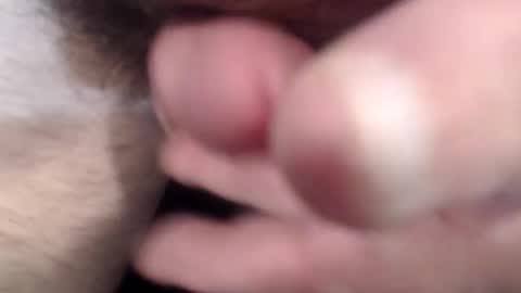 bobswan online show from April 15, 2:39 pm