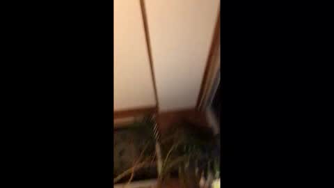 Aidan McIntyre online show from October 28, 12:57 am