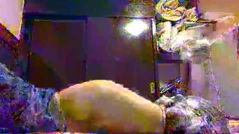 Crazzw online show from March 23, 3:01 am