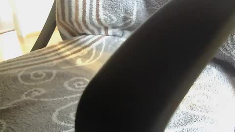 Dammerl online show from January 28, 8:25 am