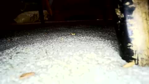 bonngar online show from April 12, 5:47 pm