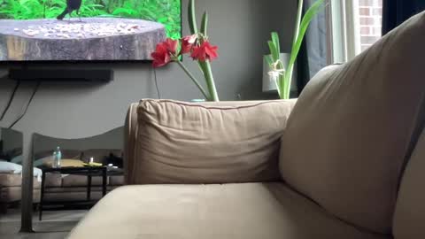 Snapshot of joshperrygoon chatting on December 14, 4:31 pm joshperrygoon online show from December 14, 4:31 pm