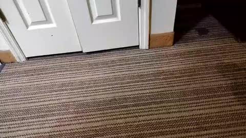 kis4kum online show from April 21, 10:21 am