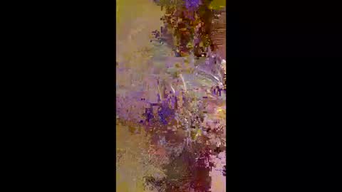 marmionlamd online show from June 7, 6:31 am
