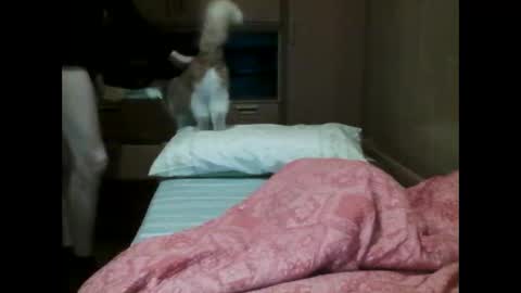 poi123457 online show from February 16, 6:50 pm