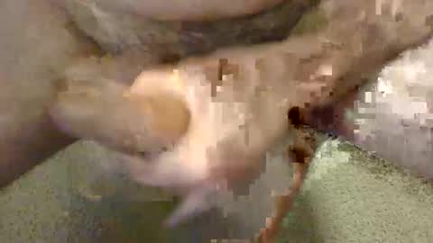 Pornstarr2 online show from April 20, 12:24 am