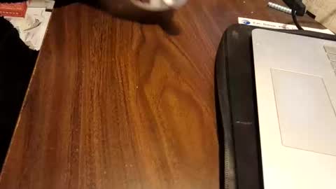 watchmecum online show from February 23, 4:19 pm