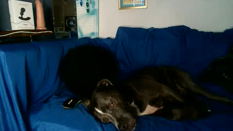 straitpipermann22 online show from November 23, 8:53 pm