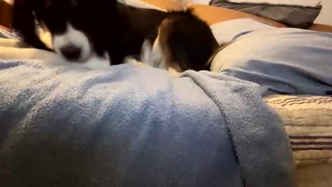 tRex online show from November 5, 12:45 am