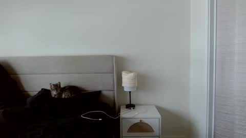 Yoshi online show from January 18, 7:38 pm