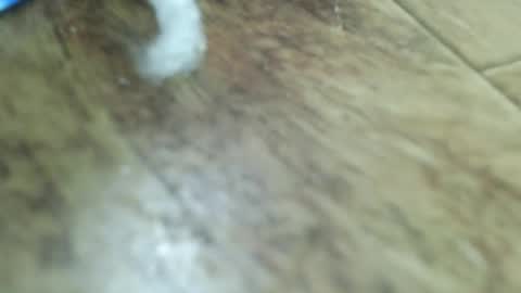 tinypecker6 online show from February 17, 6:51 pm