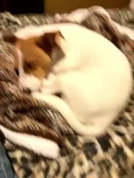 gigetto1977 online show from January 15, 6:21 pm