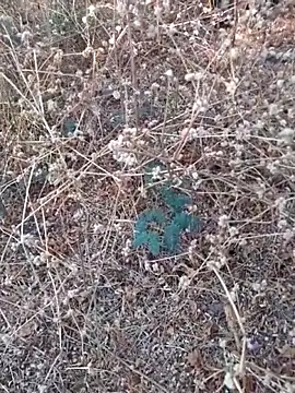 Ajith mvi online show from March 21, 11:36 am