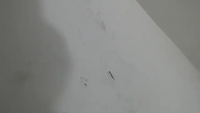 brant garciabbc online show from January 18, 6:15 am