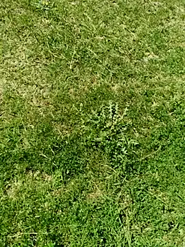 Gururonny07 online show from March 5, 7:49 am