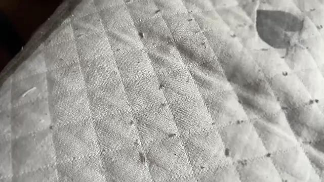 Hungry  Puppy online show from April 28, 8:41 am