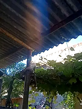 BrenoAvelar online show from January 11, 8:23 pm