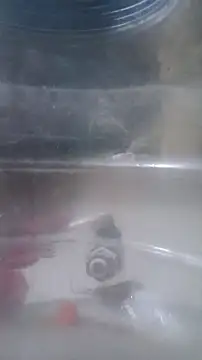 Vizgeboys online show from November 11, 5:51 pm