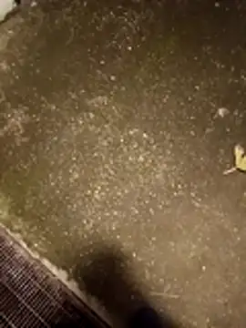 Empi19cm online show from October 24, 4:36 am