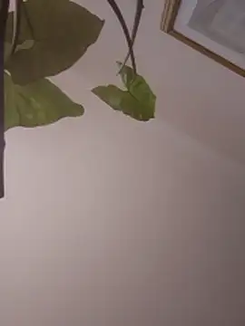 NickoHetero online show from January 13, 2:10 pm