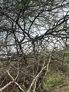 goodboyTelugu online show from February 2, 3:05 am