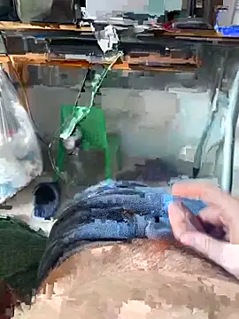 D4n13l47 online show from March 10, 1:06 pm