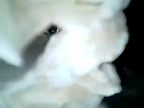 SirNefastus online show from April 13, 4:35 am