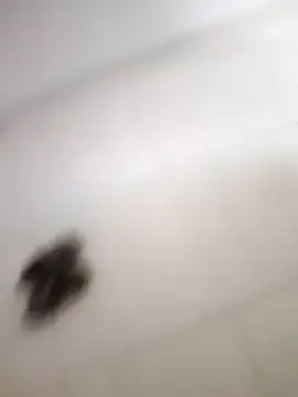 The intruder  online show from April 30, 7:43 pm