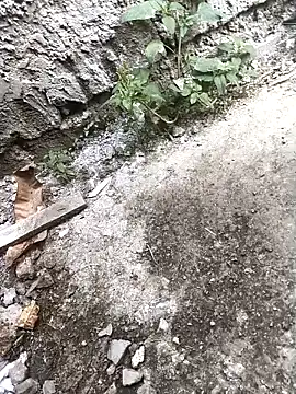 Rocky pune online show from April 16, 3:39 am