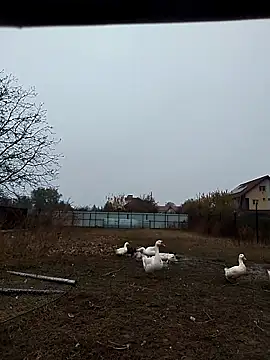 sarpe4 online show from November 2, 6:39 am