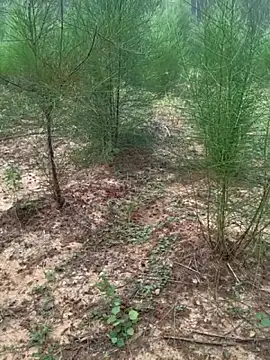 Gopal1243 online show from November 24, 2:12 am